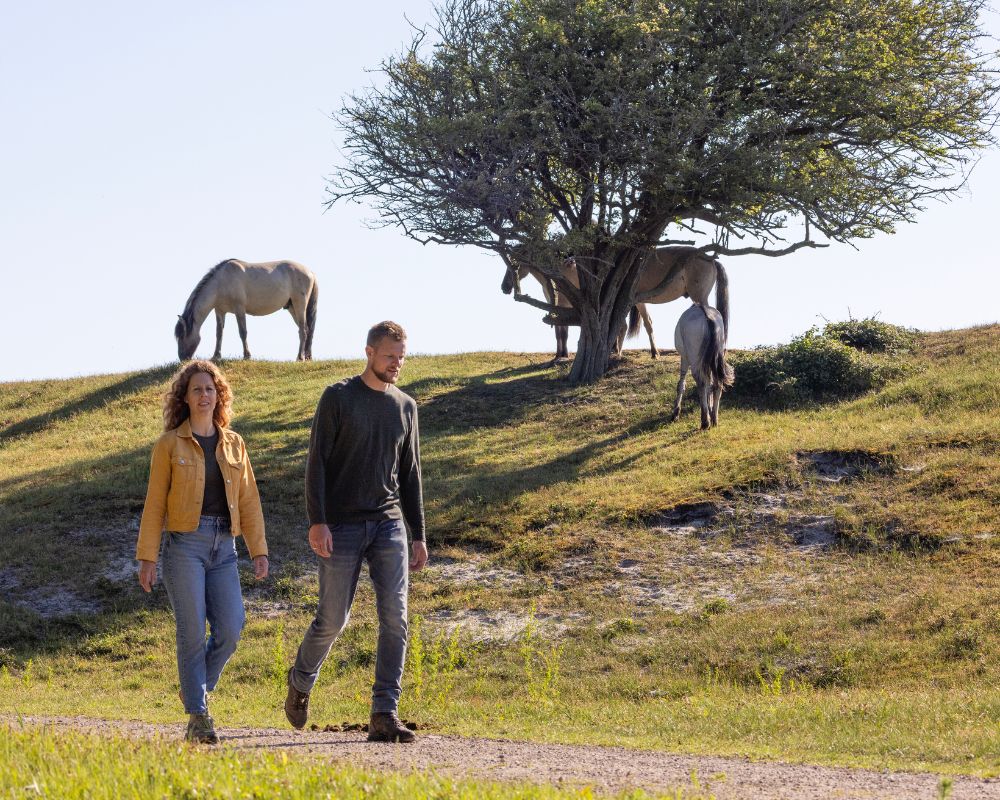 Wandelaars in Oranjezon bij paarden