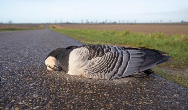 Dode Brandgans op de weg