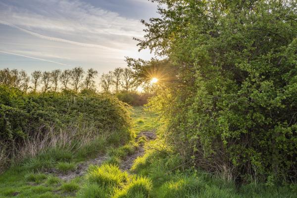 Heggenreservaat Arnemuiden met zonsopkomst