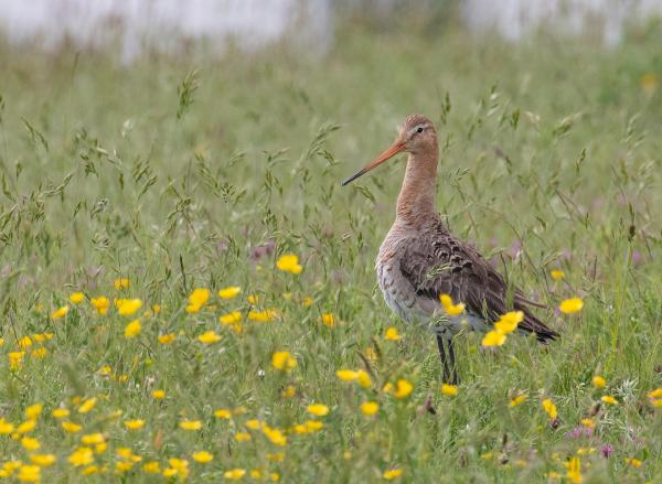 Vrouwtjes Grutto in een weiland met boterbloemen