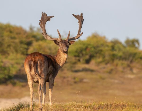 Damhert bok in Oranjezon