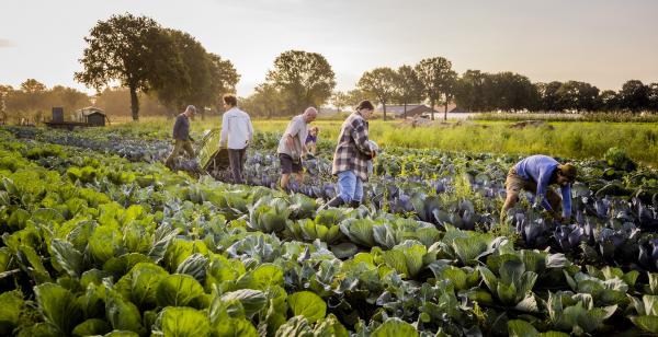 Herenboerderij in Goedentijd