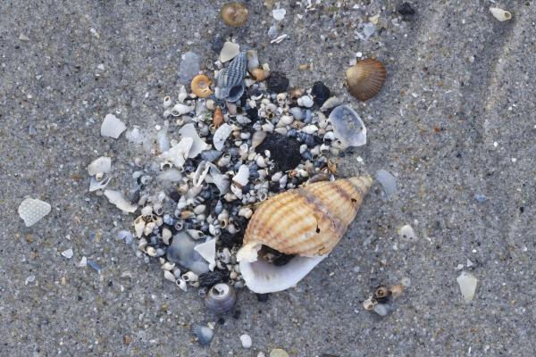 Verzameling schelpen met gevlochten fuikhoorn en wadslakjes en kokerworm Circeis spirillum