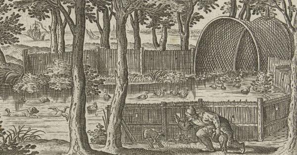 Gravure eendenkooi