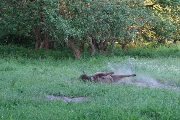 Wisent neemt stofbad