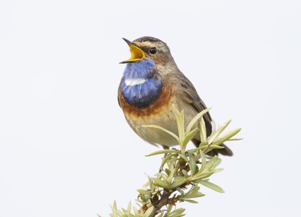 Blauwborst