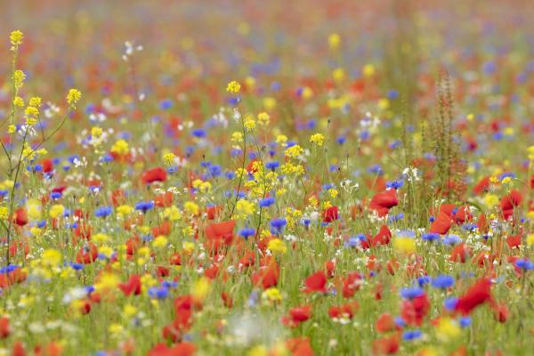 Bloemenveld Yerseke Moer