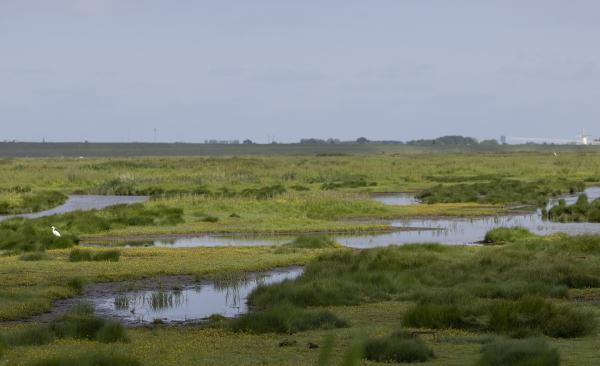 Wandelen Zuid-Beveland, Yerseke Moer