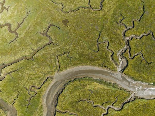 Natuur in Zeeland - Nationaal Park Oosterschelde, Rumoirtschorren.jpg