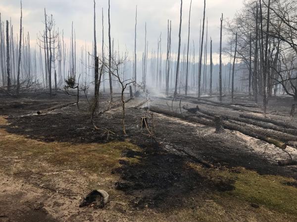 Zwartgeblakerde vlakte en bomen in Waterwinbossen na brand 2,2 ha verwoest