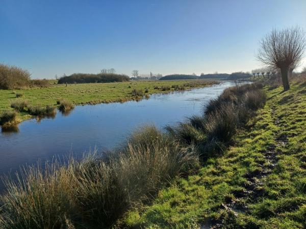 Knotwilgen en kreken in Zeeland
