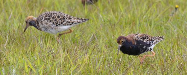 Walcheren - Zandvoortweg Kemphaan