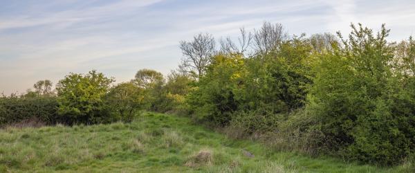 Heggenlandschap Zeeland - Heggengebied Arnemuiden
