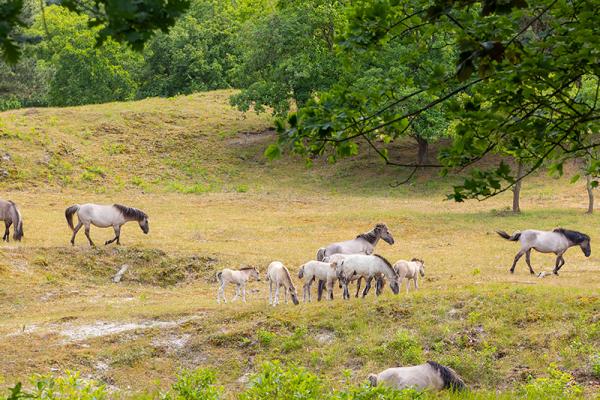 Kudde konikpaarden met veulens in het duingebied
