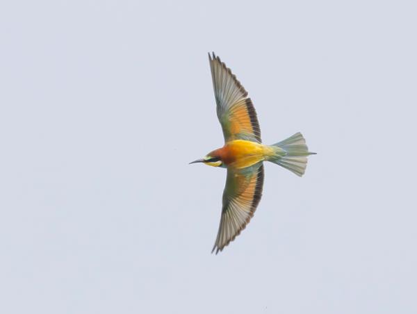 Bijeneter in vlucht