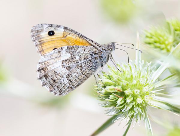 Heivlinder op een blauwe zeedistel