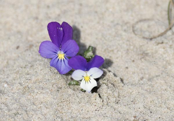 Duinviooltjes in het zand