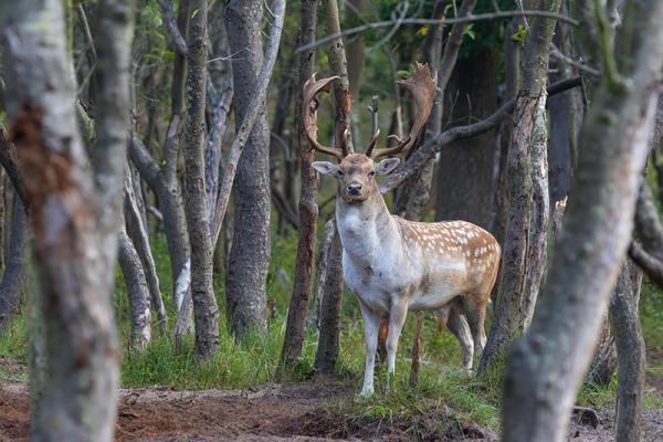 Damhertbok in een berkenbos
