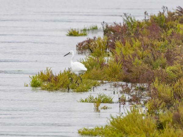 Kleine zilverreiger bij zeekraal in Waterdunen