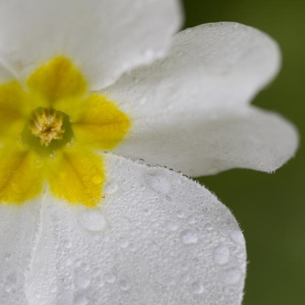 Stengelloze Sleutelbloem, witte bladeren en geel hart