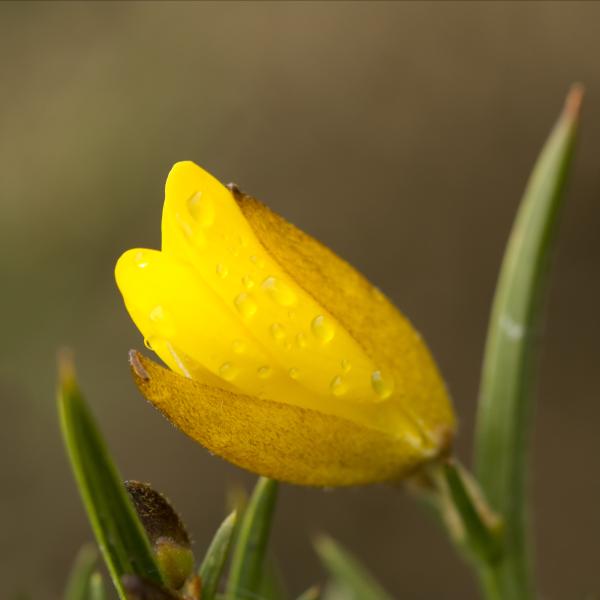 Gaspeldoorn, gele winterbloem