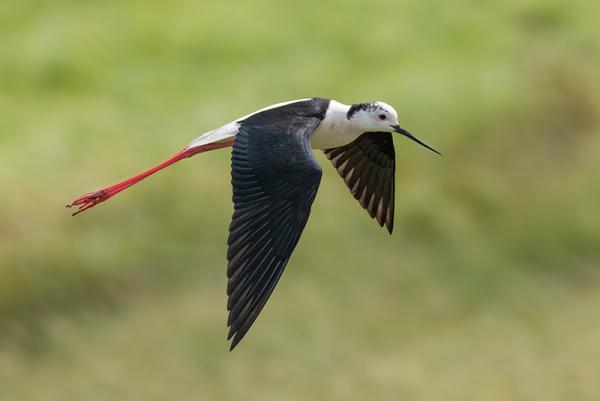 Steltkluut in vlucht