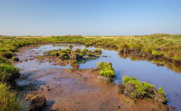 Landschap van Yerseke Moer met water en groene planten