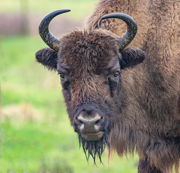 Wisent