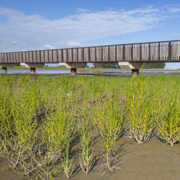 Zeekraal en brug Waterdunen