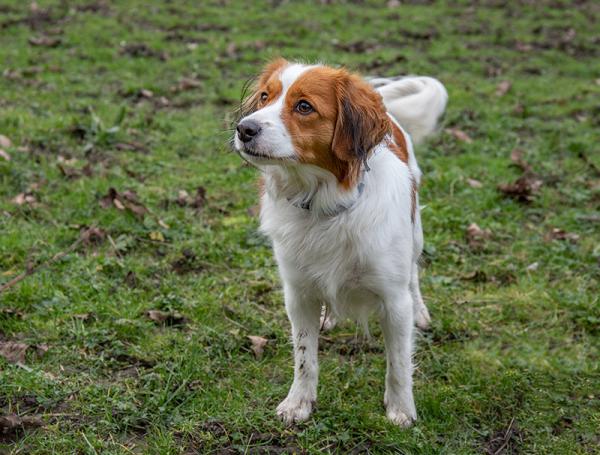 Kooikerhondje Eendenkooi