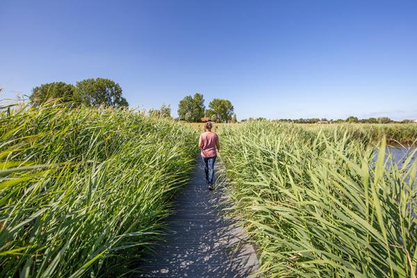 Vlonder tussen de rietkragen van het Groote gat