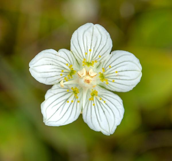 Parnassia