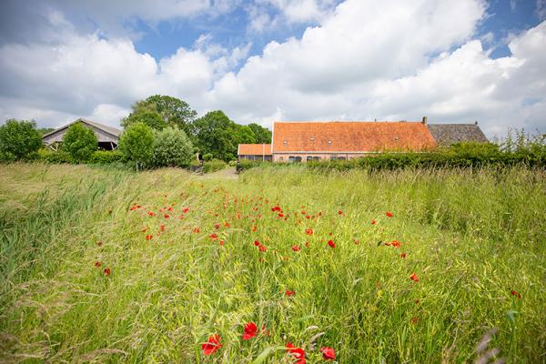 Zijaanzicht Hoeve van der Meulen met wuivende grassen en klaprozen op de voorgrond