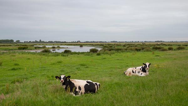 Koeien in een weiland met een plas