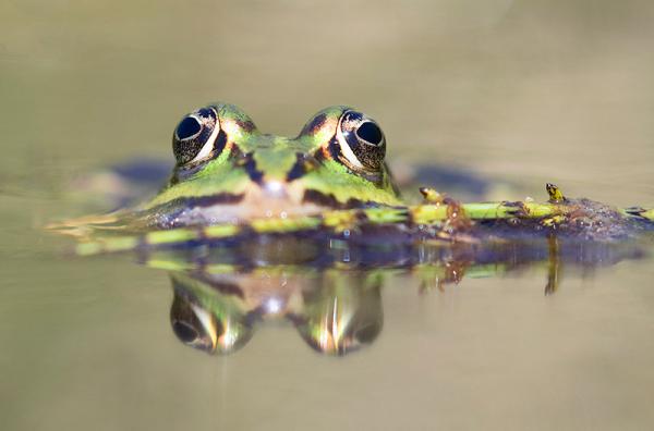 Groene kikker kijkt uit het water