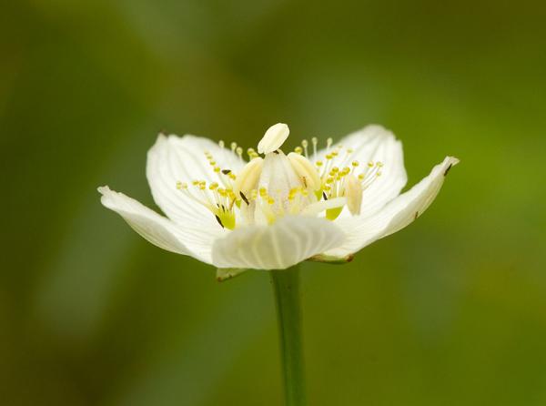 Bloeiende Parnassia