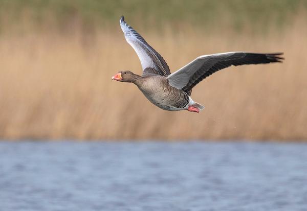 Een grauwe Gans landt op het water