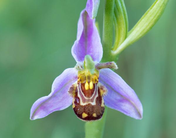 Bijenorchis