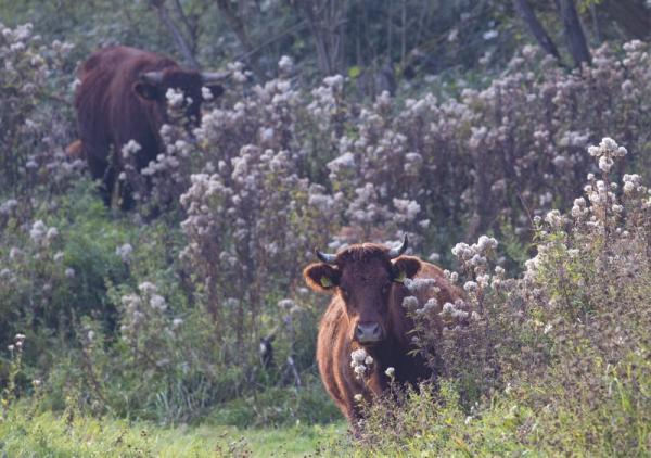 Rode Geus in Slikken van de Heen