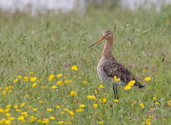 Grutto vrouwtje in een bloemrijk weiland