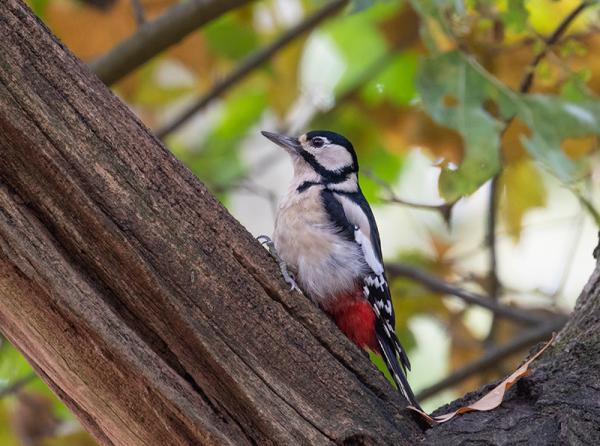 Grote bonte specht in boom