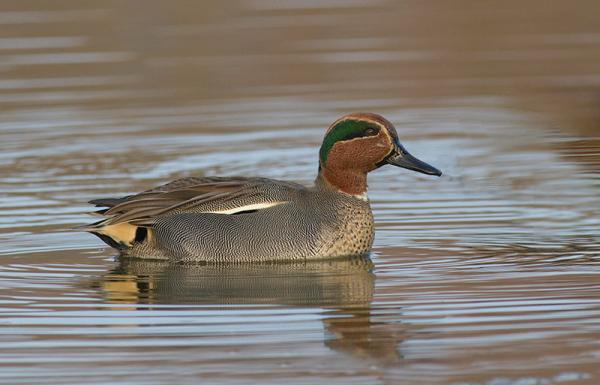 Woerd wintertaling