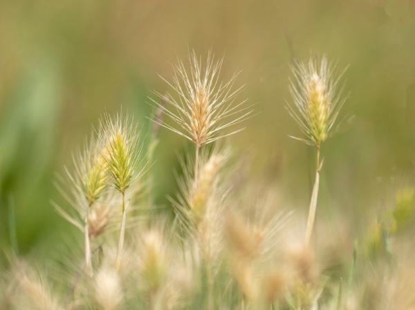 Zeegerst in de Vlaakse Moer