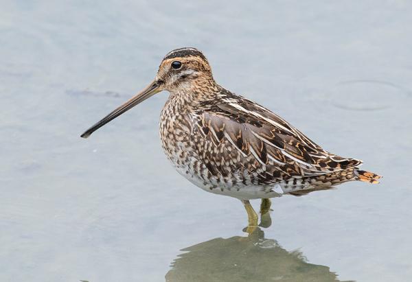 Watersnip staat in het water