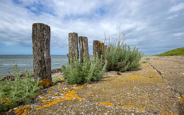 Zeealsem groeit tegen paaltjes in de Oesterput