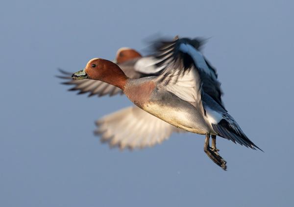 Smienten in vlucht