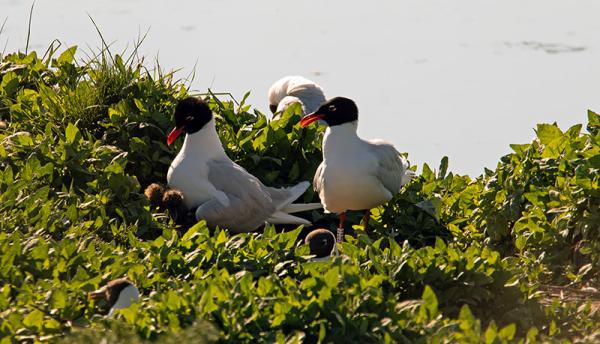 Zwartkopmeeuwen