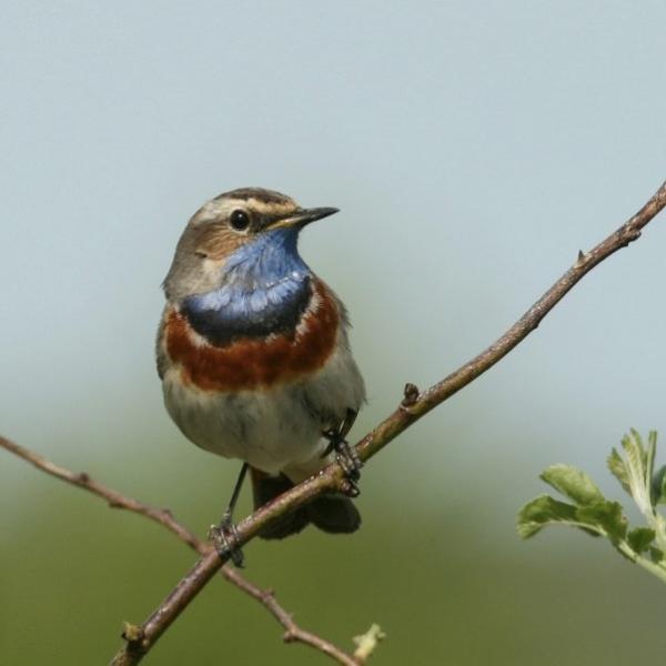 Blauwborst