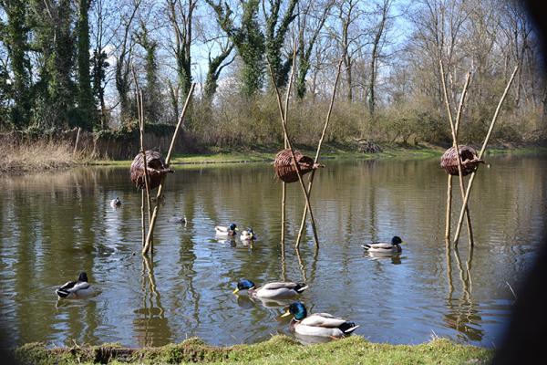 Eenden in het water van de Eendenkooi