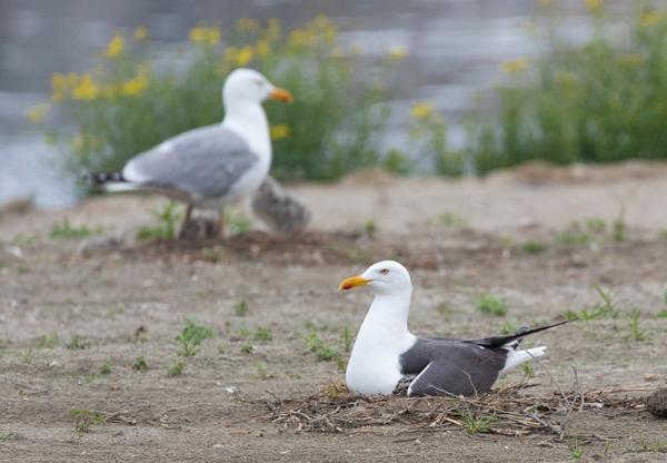 Kleine mantelmeeuw en zilvermeeuw op zand